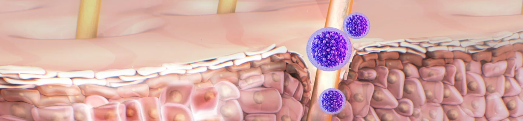 Illustration of Defensins reaching the renewal cells in the skin's lower layers